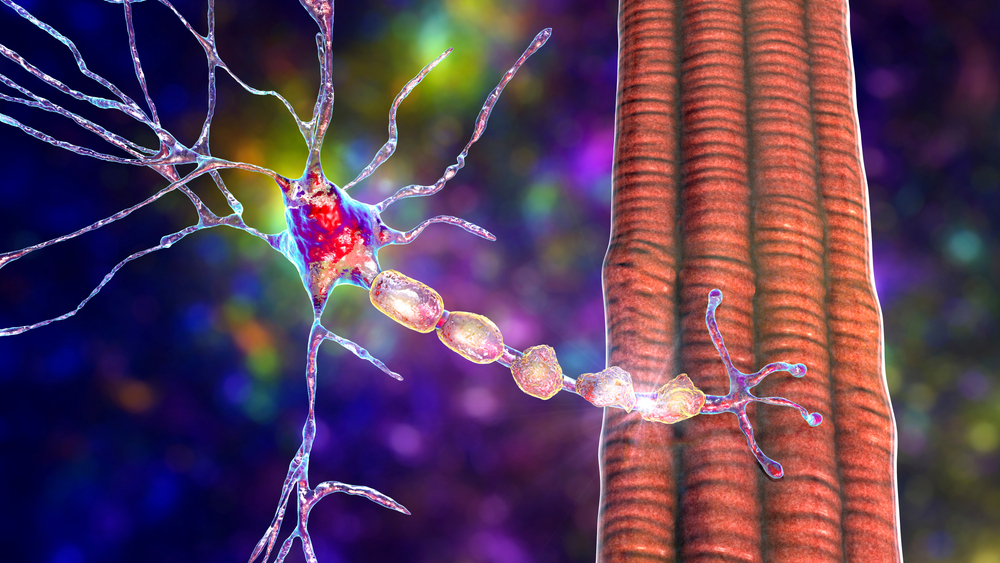 neuromuscular junction