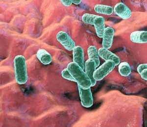 Enterobacteria antimicrobial resistance