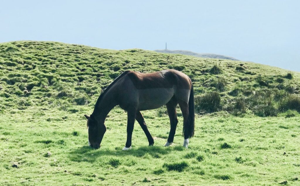 osteoarthritis horse