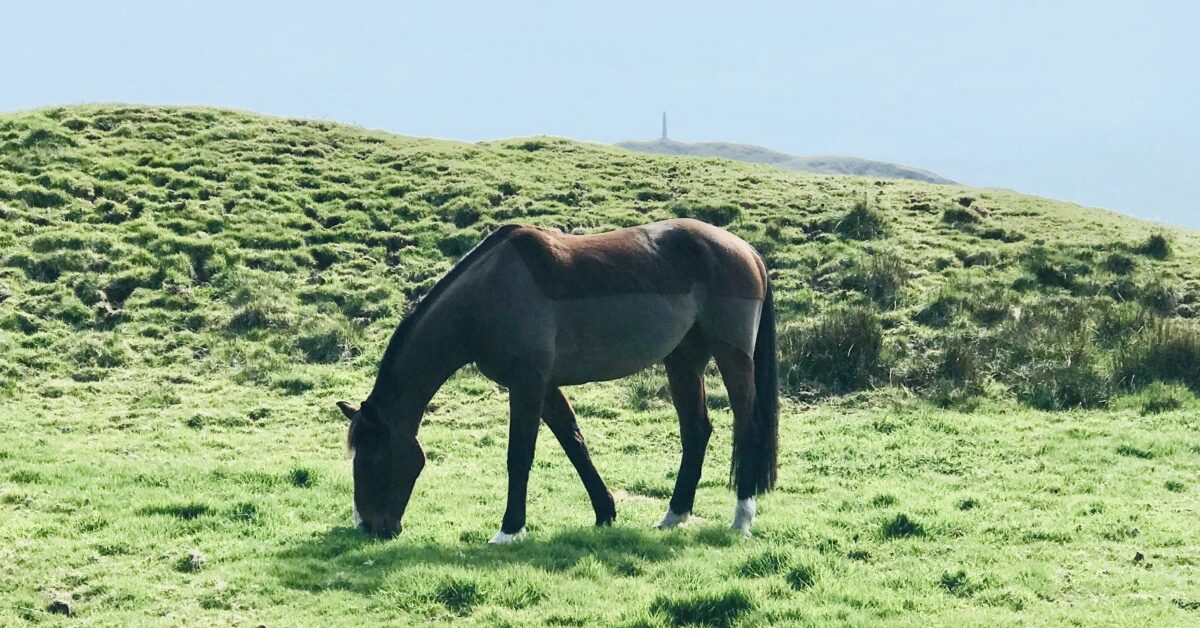 osteoarthritis horse