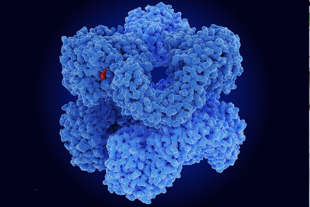 inflammasome