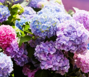 hydrangea Alzheimer's disease