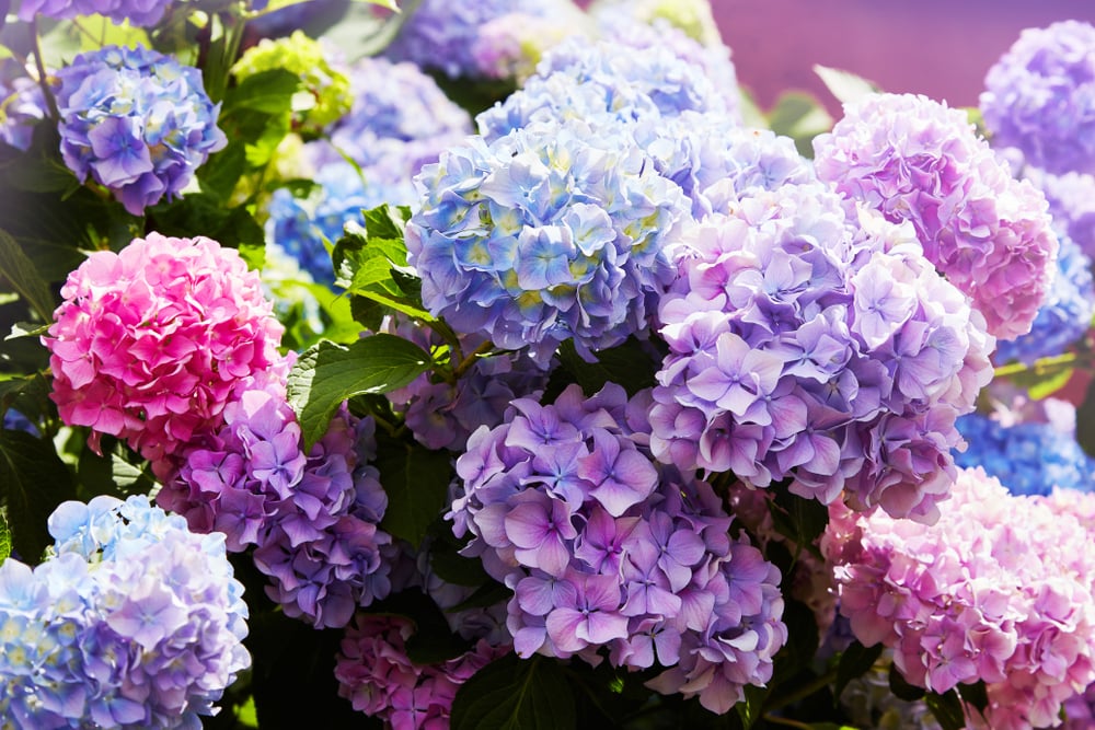 hydrangea Alzheimer's disease