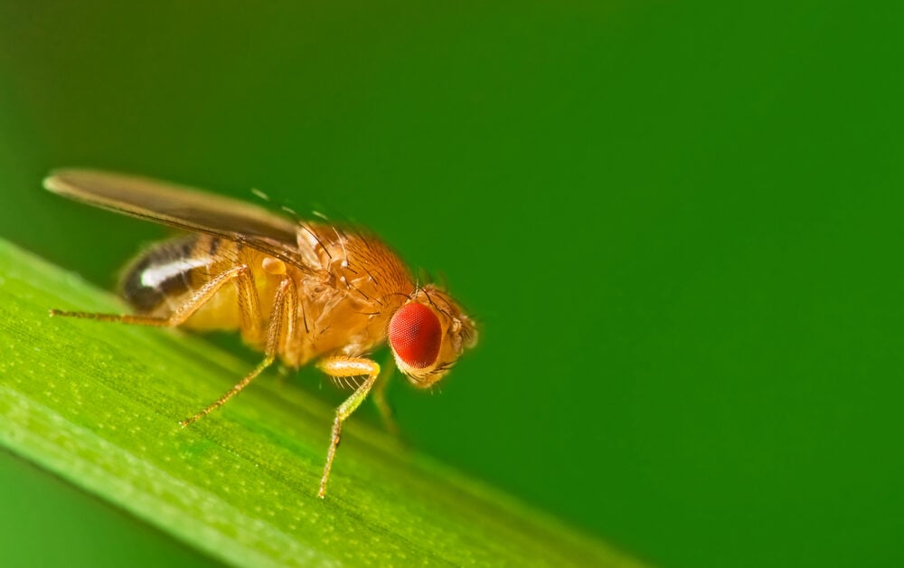 Drosophila fruit fly