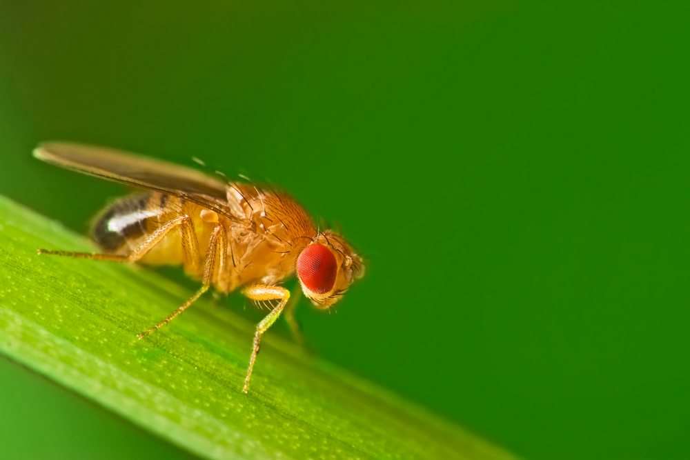 Drosophila fruit fly