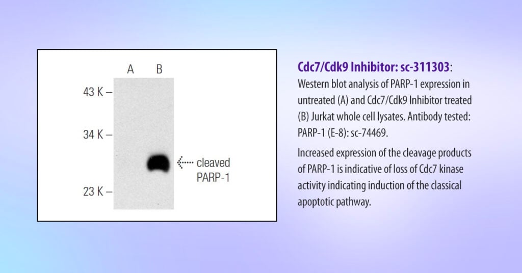 Data D1 sc 3311303 cleaved PARP 1RGB