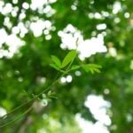 Stem cell therapy companies