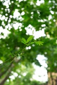 Stem cell therapy companies