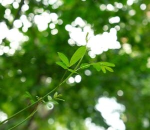 Stem cell therapy companies