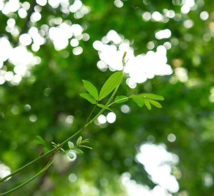 Stem cell therapy companies