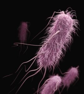 antibiotic development
