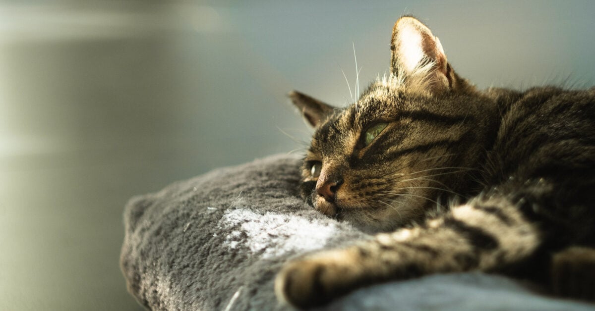 Cat biotech