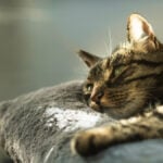Cat biotech