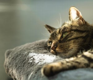 Cat biotech