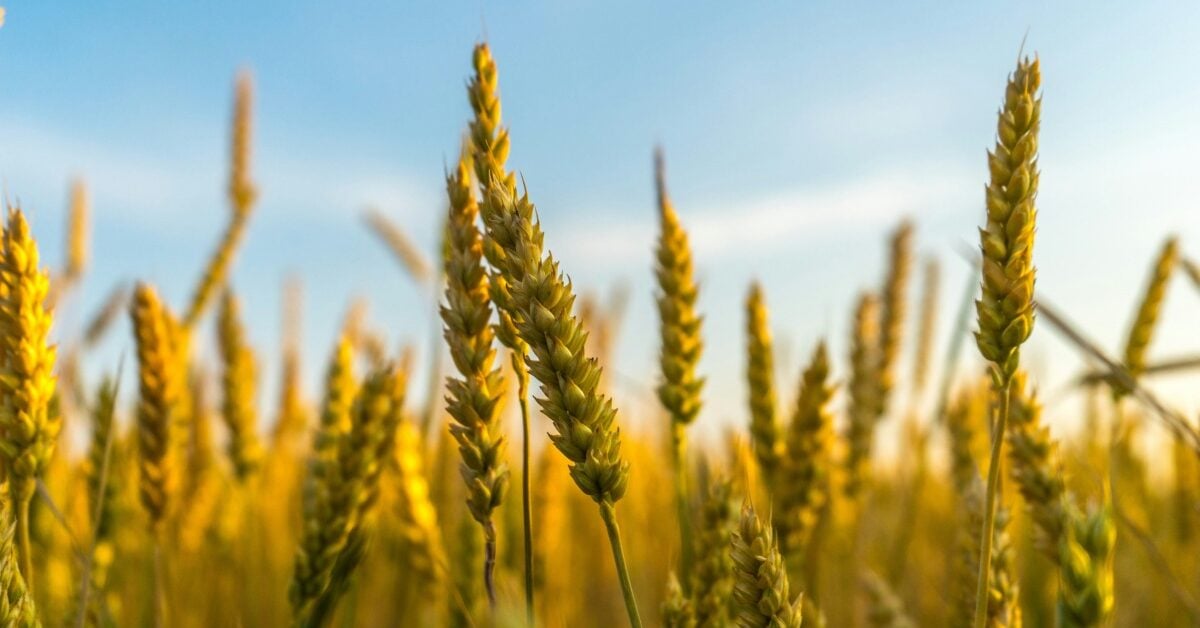 Genetically modified crops
