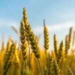Genetically modified crops