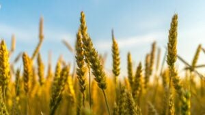 Genetically modified crops