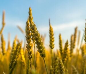 Genetically modified crops