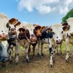 Cattle biotech