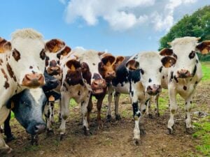 Cattle biotech