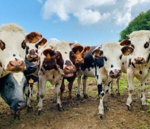 Cattle biotech