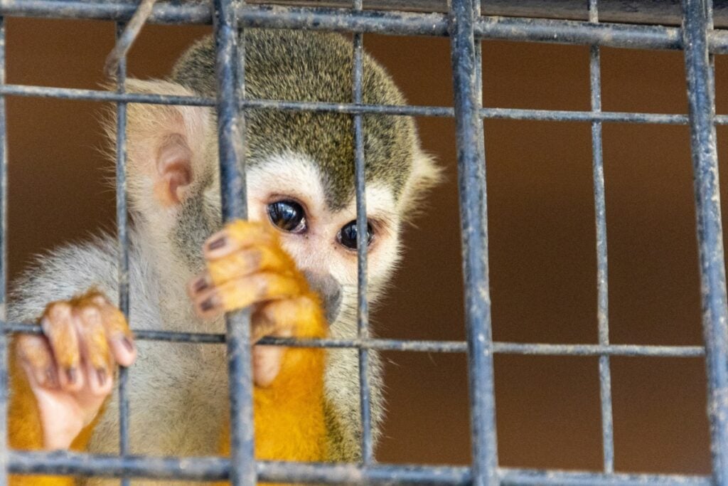 Animal testing