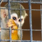 Animal testing