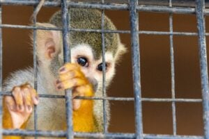 Animal testing