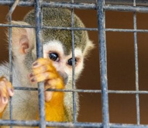 Animal testing