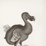 dodo bird de extinction