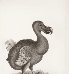 dodo bird de extinction