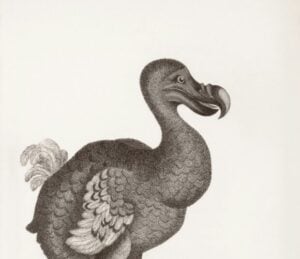 dodo bird de extinction