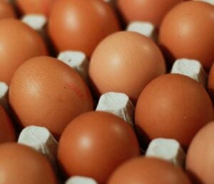 germ free egg based yellow fever vaccines