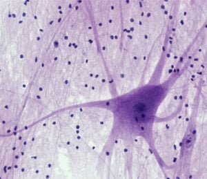 Is AKIGAI's EGFR inhibitor the next big thing in neuropathic pain